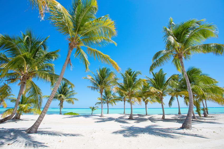 Het prachtige strand en palmbomen op bestemmingen van TUI